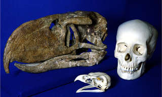 Illustration for article titled Ancient "terror birds" used their mega-beaks to stab prey